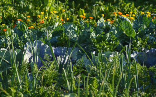Permakultur & Permagarten anlegen – Garten & Balkon