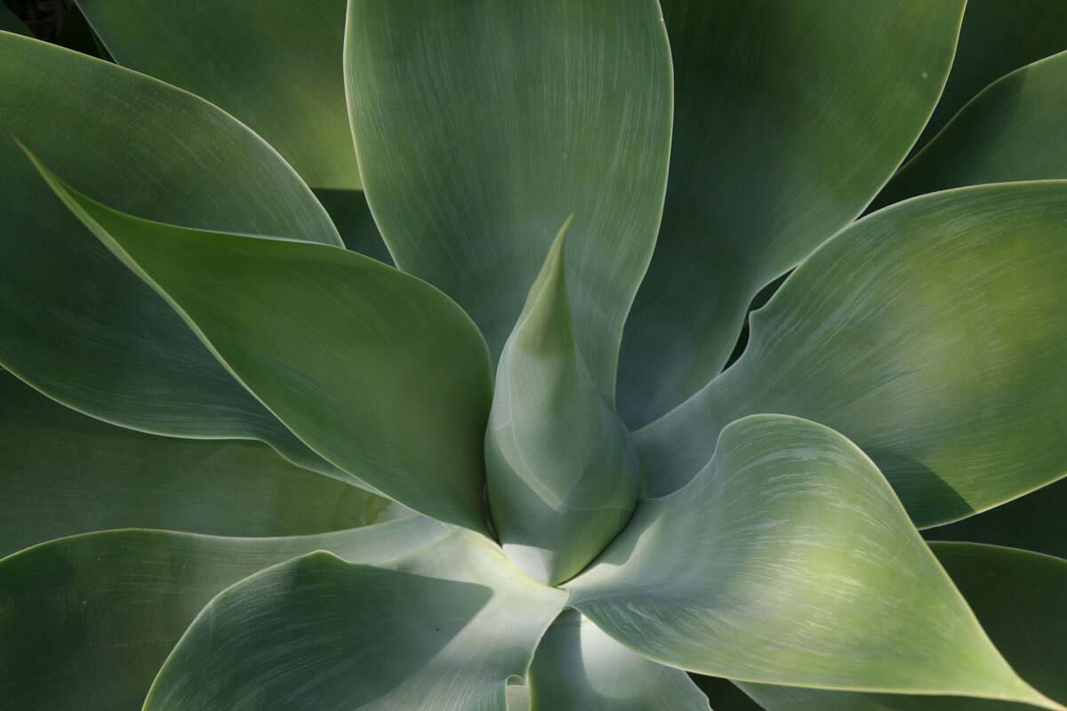 Sukkulente Agave Attenuata