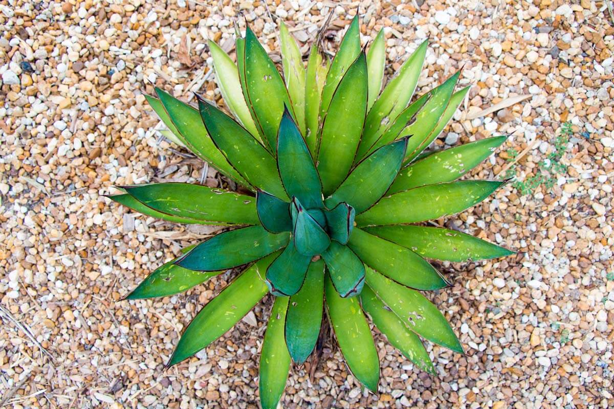 Sukkulente Agave im Steingarten