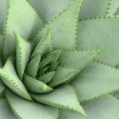 sukkulenten_aloe_perfoliata