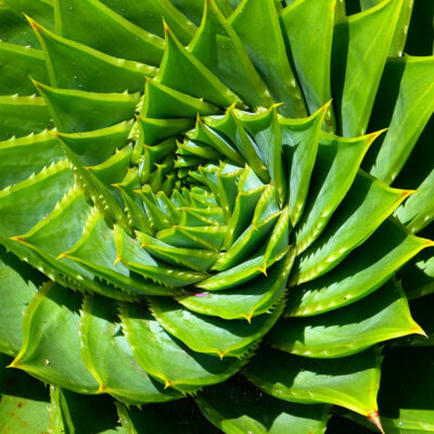 sukkulenten_aloe_polyphylla_spiralaloe