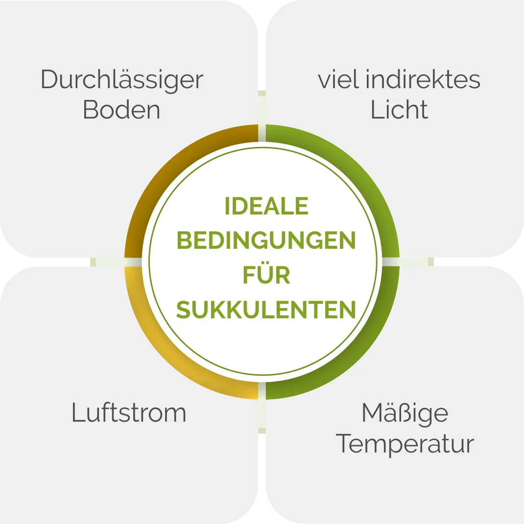 Optimale Bedingungen für Sukkulenten