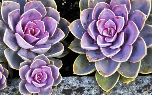 Sukkulenten-Arten – kaufen  vermehren  pflegen & pflanzen