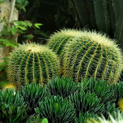 sukkulenten_botanischer_garten_kakteen_parodia_warasii