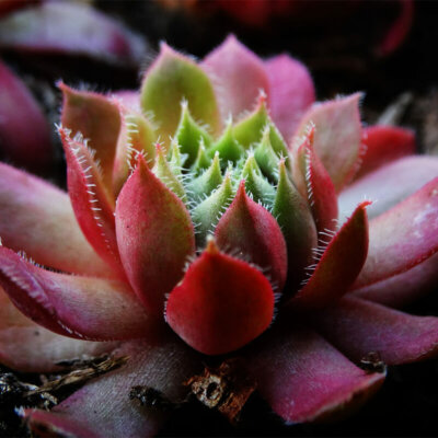 sukkulenten_echeveria_agavoides_rot_taurus