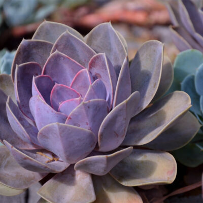 sukkulenten_echeveria_perle_von_nuernberg