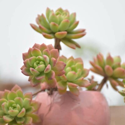 sukkulenten_echeveria_prolifica_topf_mediterran