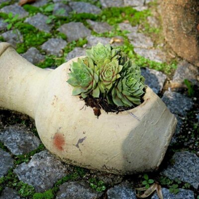 sukkulenten_hauswurz_sempervivum_gruen_vase_mediterran