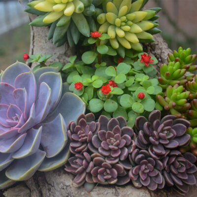 sukkulenten_mediterran_anlegen_echeveria_pachyphytum