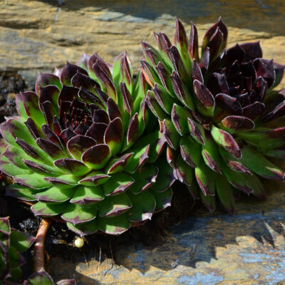 sukkulenten_sempervivum_tectorum_hen_and_chicks