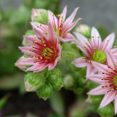 sukkulenten_spinnweb_hauswurz_blueten_rosa