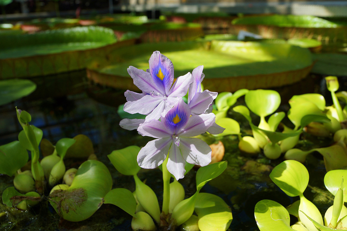 Teichpflanze Wasserhyazinthe