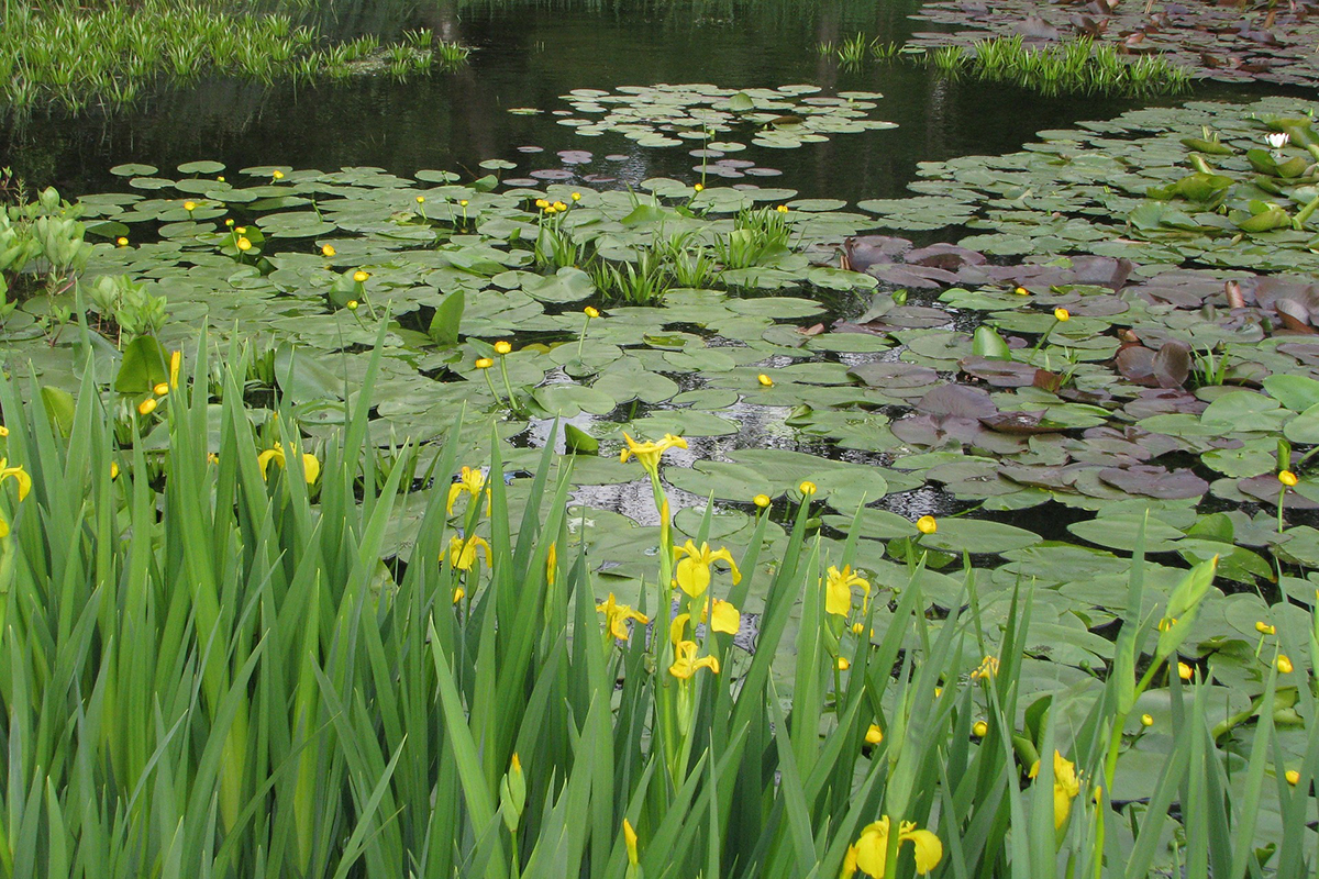 Teichpflanze Wasserschwertlilie