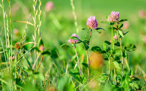 Unkraut entfernen & vernichten – Unkräuter in Rasen & Beet