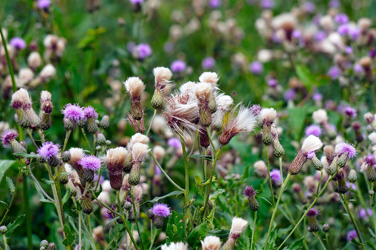 Unkraut Distel