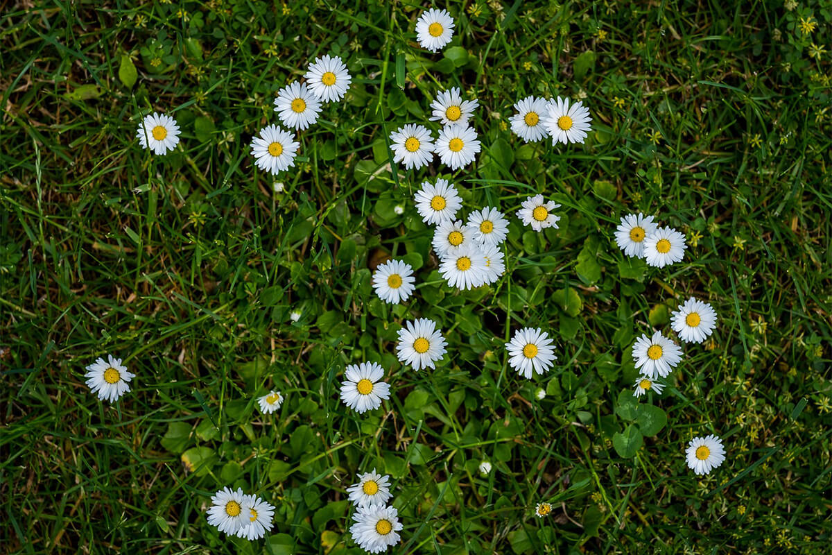 Unkraut Gänseblümchen
