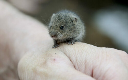 Wühlmäuse vertreiben – Tipps & Mittel zur Bekämpfung