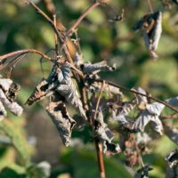 Welke Blätter durch Feuerbrand  hier an einem Obstbaum