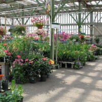 Oleander im Gartencenter oder Baumarkt
