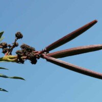 Balgfrüchte des Oleanders