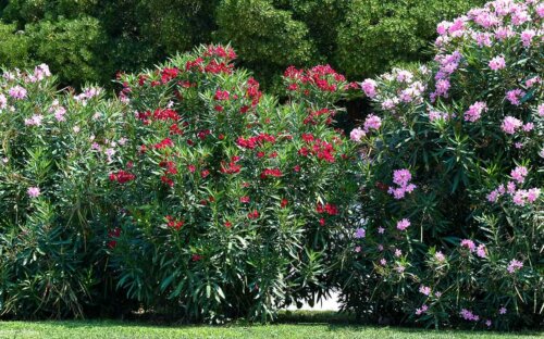 Oleander schneiden & überwintern – Tipps zum Kaufen  Vermehren & Pflegen