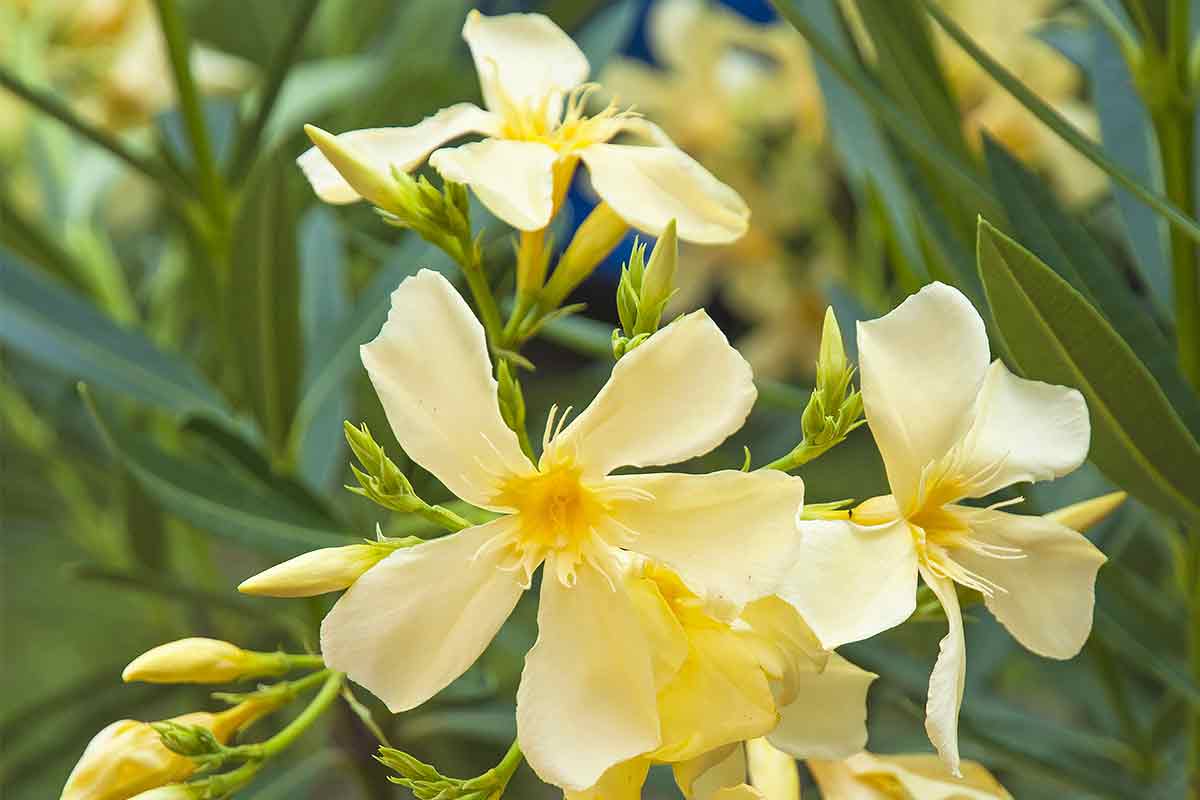 Gelbe Oleander-Blüten