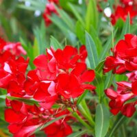 Blüten des Oleanders in Rot