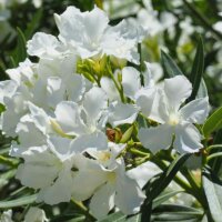Weiße Oleander-Blüten