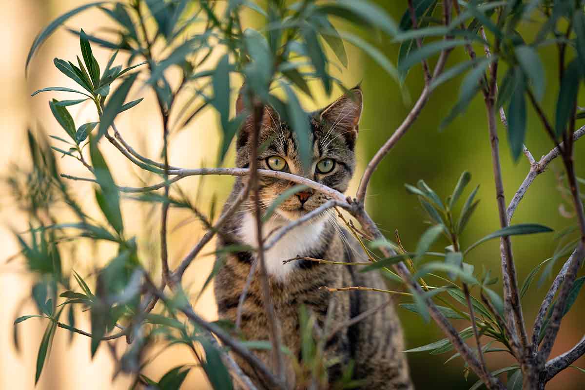 Katze hinter Oleander