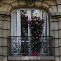 Oleander im Kübel auf dem Balkon
