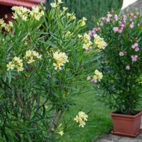 Oleander im Kübel als Terrassen-Begrenzung