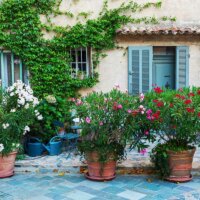Oleander im Kübel mit rundlicher Form