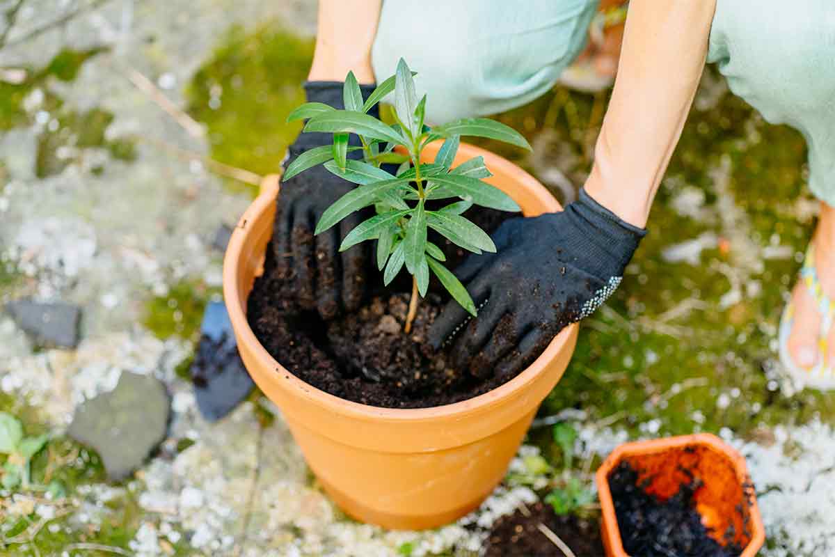 Person pflanzt Oleander in Topf