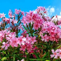 Rosa Oleander-Blüten