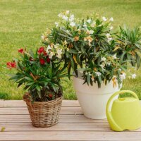 Klein- und zwergwüchsige Oleander-Sorten für wenig Platz