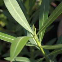 Junge  blütenlose Triebe als Stecklinge