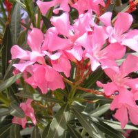 Trugdolde eines Oleanders mit mehreren Blüten