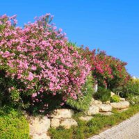 Oleander zieren einen Gartenweg