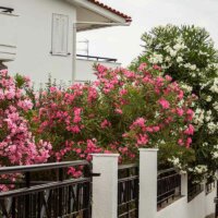 Oleander an einem Gartenzaun