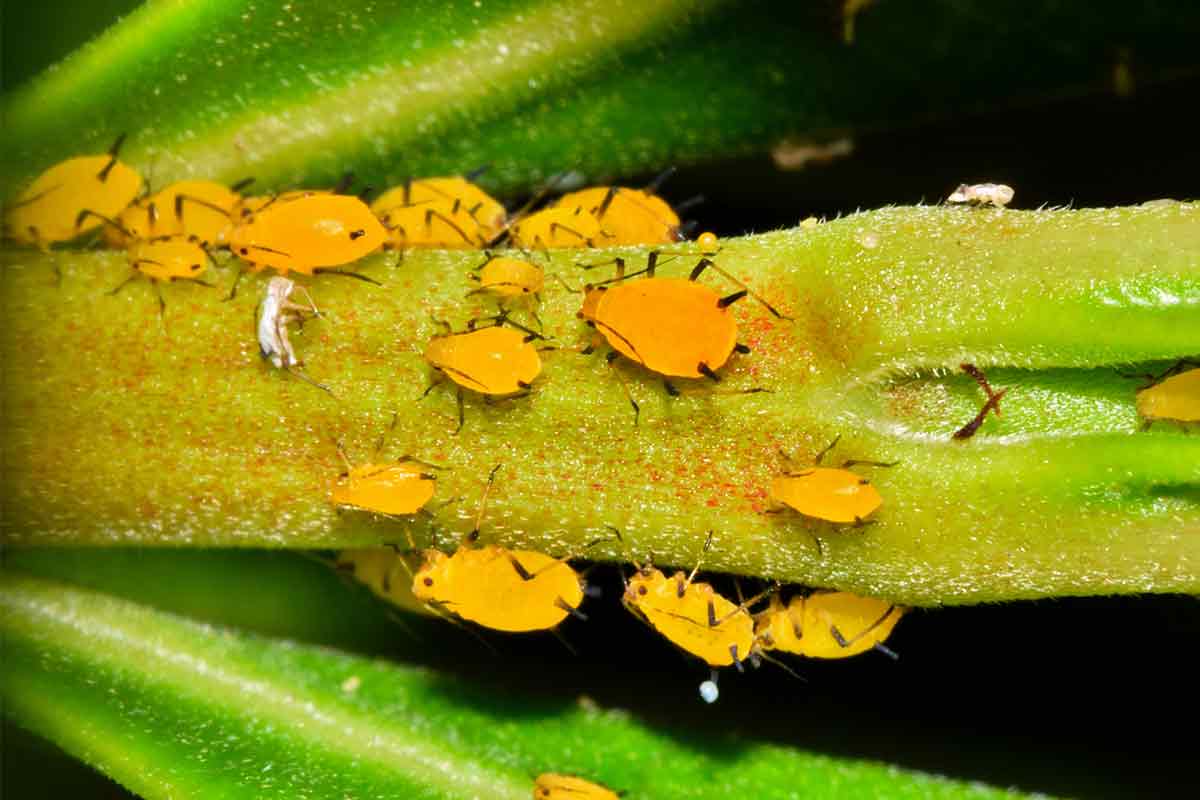 Gelbe Oleanderblattlaus auf Stängel