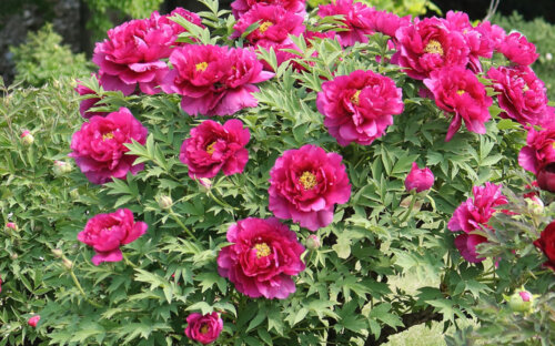 Pfingstrosen Kaufen  Pflanzen  Schneiden & Pflegen – Schöne Päonien