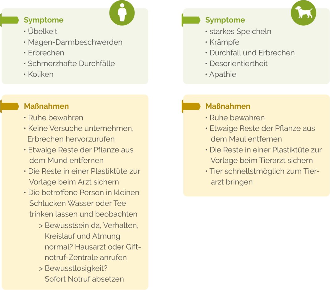 Grafik zu Vergiftungssymptomen und Maßnahmen bei Mensch und Tier