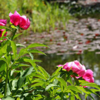 Pfingstrosen an einem Gartenteich