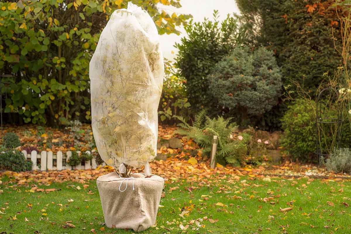 Strauch mit Vlies umwickelt