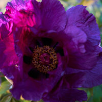 Violette Pfingstrosen-Blüte mit dunklen Basalflecken