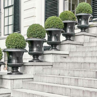 Buchsbäume in Amphoren