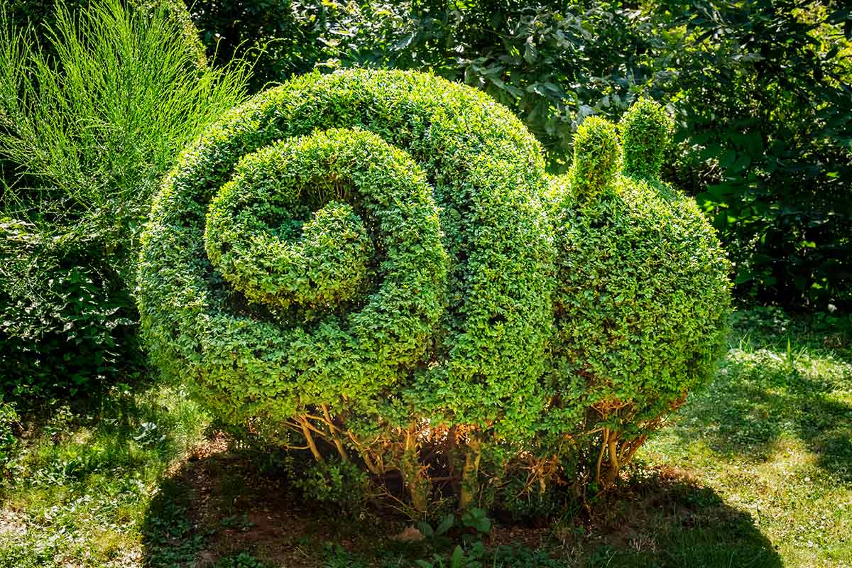 Buchsbaum-Formschnitt Schnecke