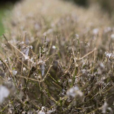Gespinste des Buchsbaum-Zünslers
