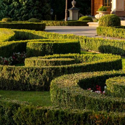 Buchsbaum-Hecken in Spiralform