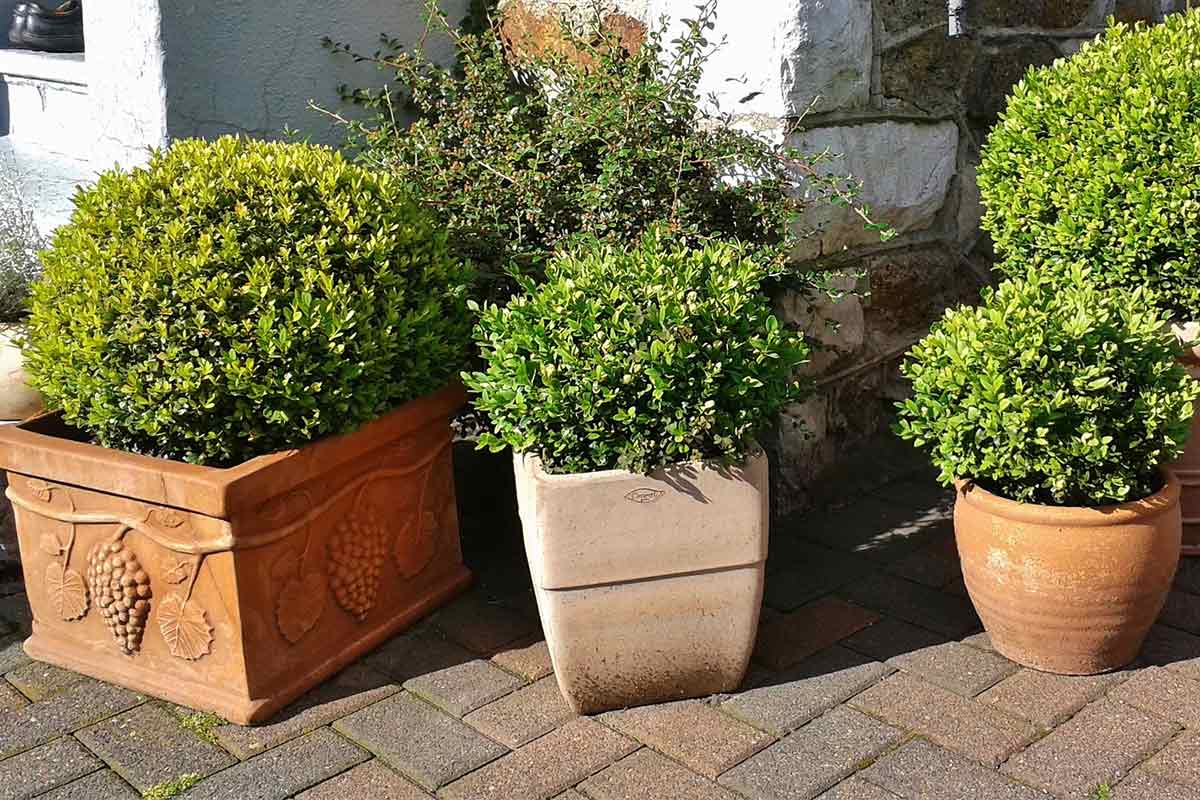 Buchsbäume im Kübel